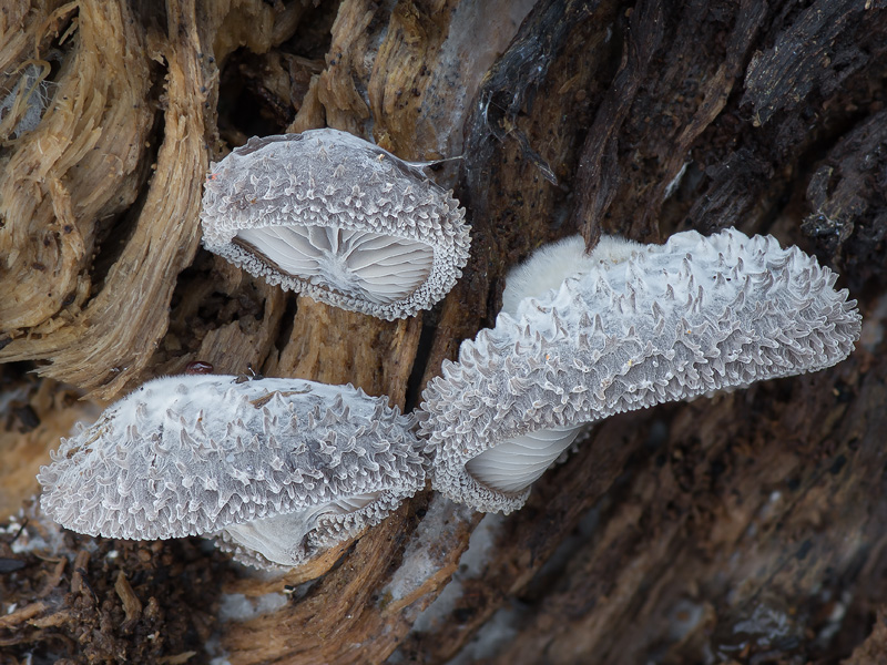 Hohenbuehelia mastrucata